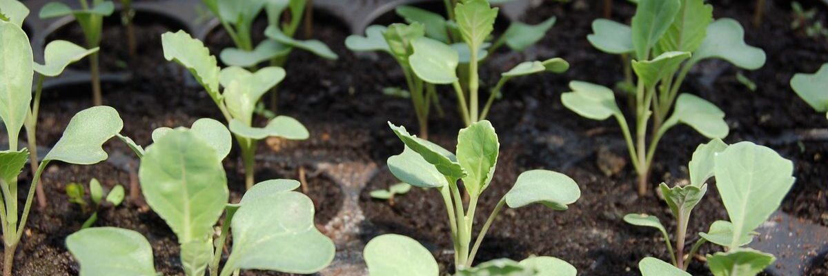 Ключевые советы по уходу за растениями для вашего дома