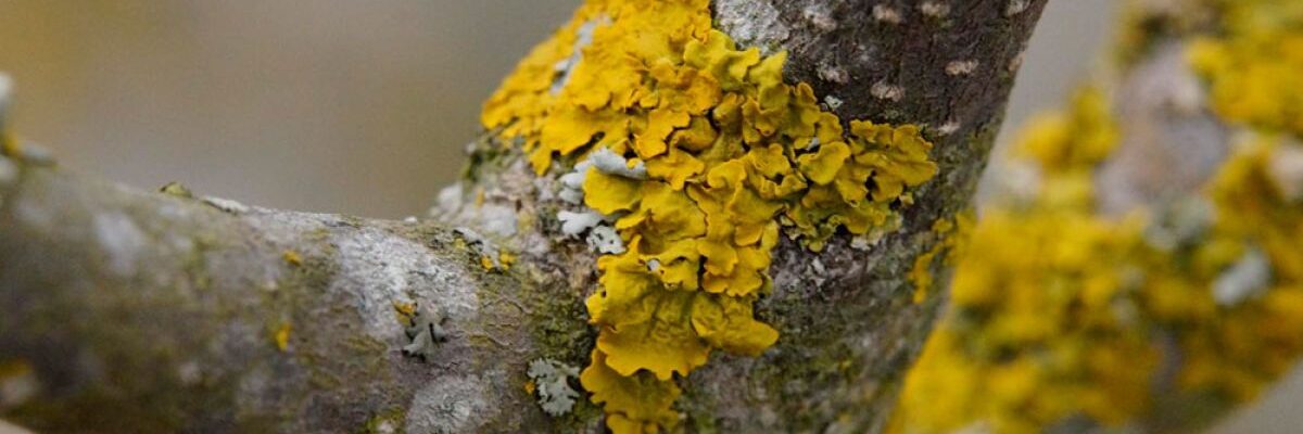 Защита плодовых деревьев от мороза: уход за корой и борьба с мхом/лишайниками