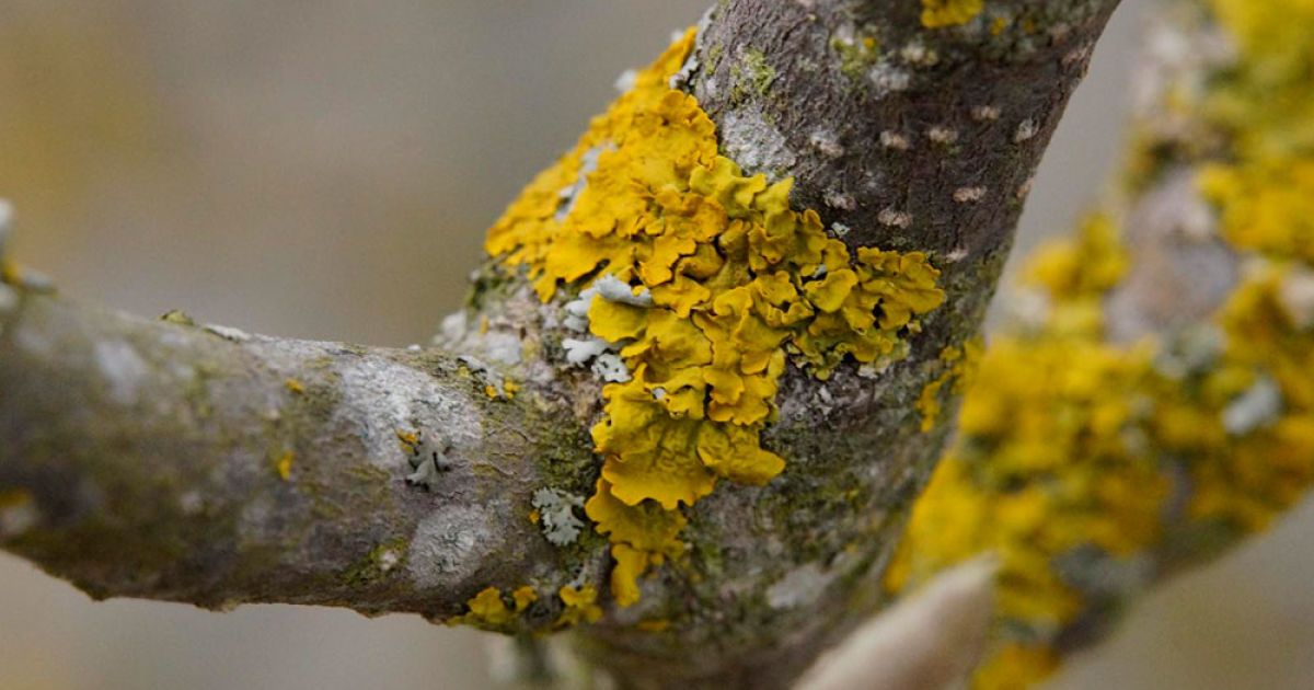 Защита плодовых деревьев от мороза: уход за корой и борьба с мхом/лишайниками