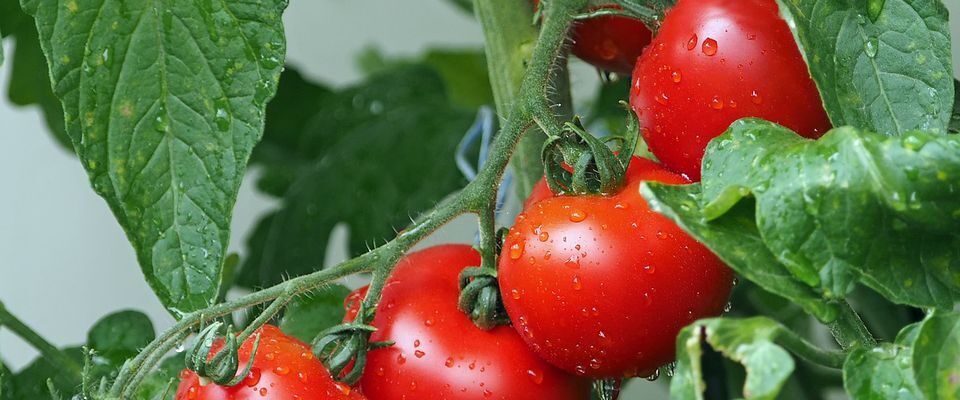 Защита помидоров от фитофторы: альтернатива опрыскиванию для вашего огорода