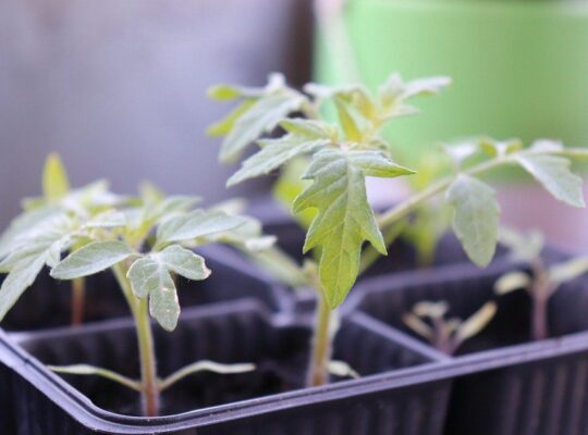 Выбор идеальной емкости для пикировки рассады помидоров: руководство для садоводов