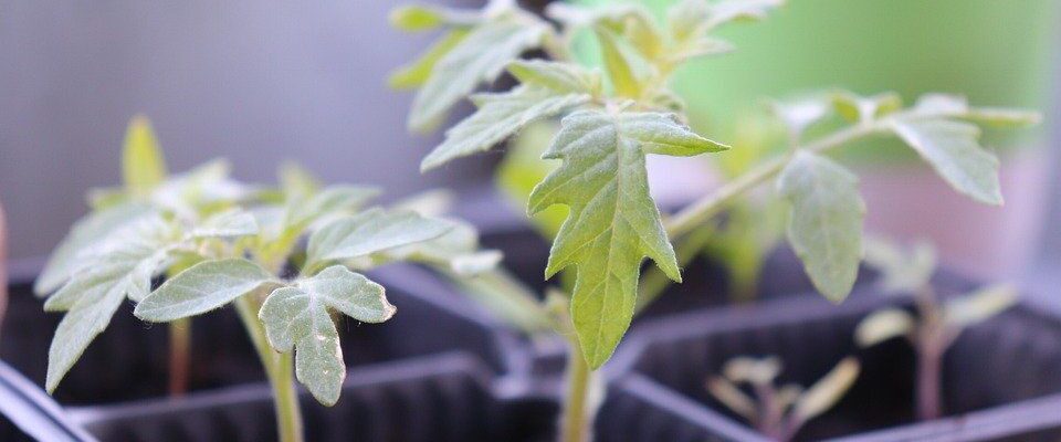 Выбор идеальной емкости для пикировки рассады помидоров: руководство для садоводов