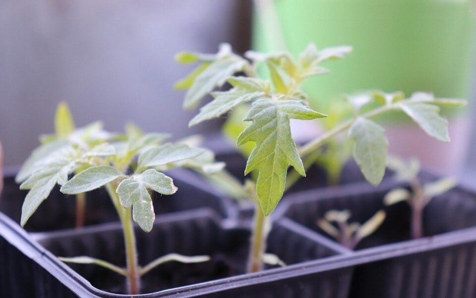 Выбор идеальной емкости для пикировки рассады помидоров: руководство для садоводов