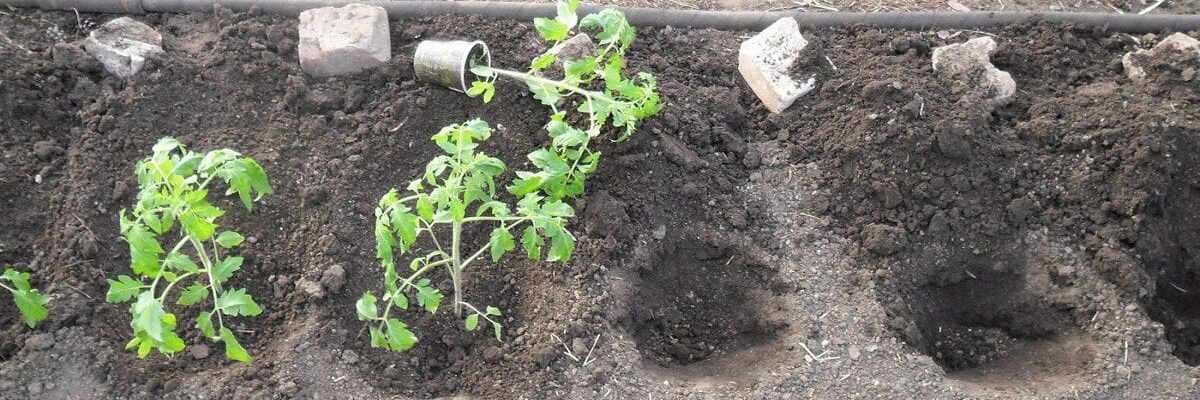 Создание красивого сада: пошаговые советы по выращиванию и уходу за растениями