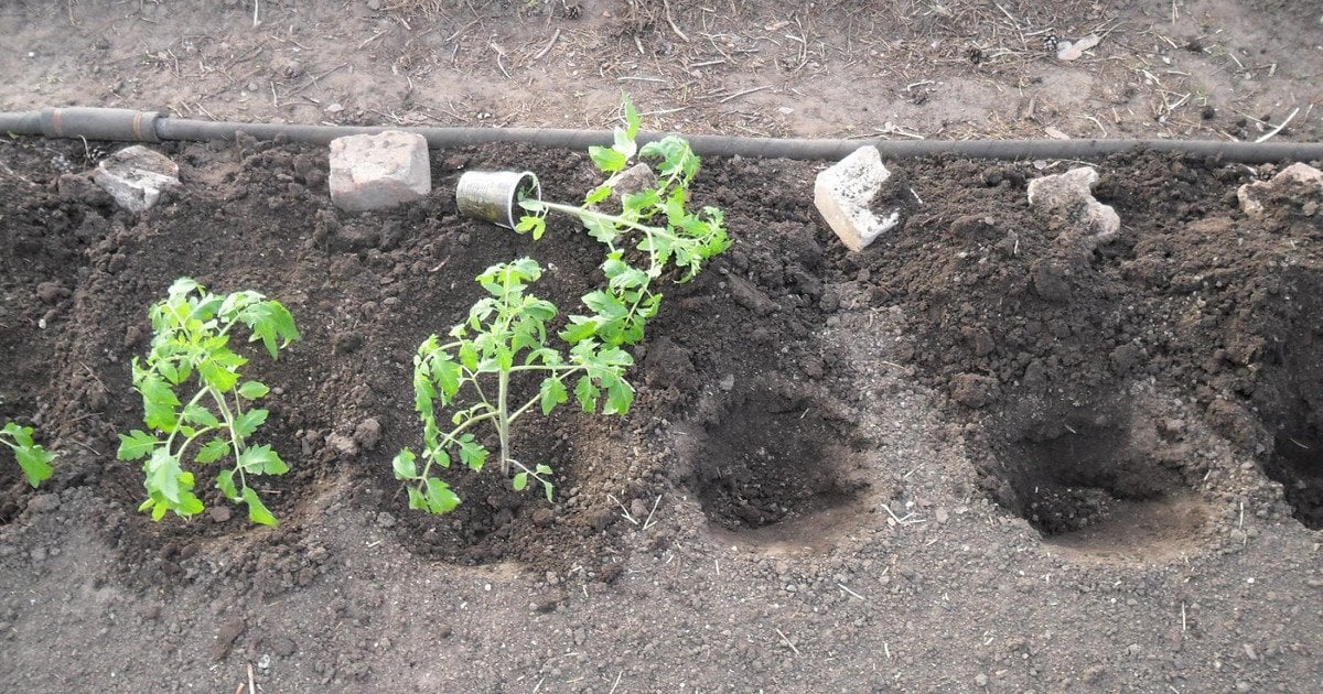 Создание красивого сада: пошаговые советы по выращиванию и уходу за растениями