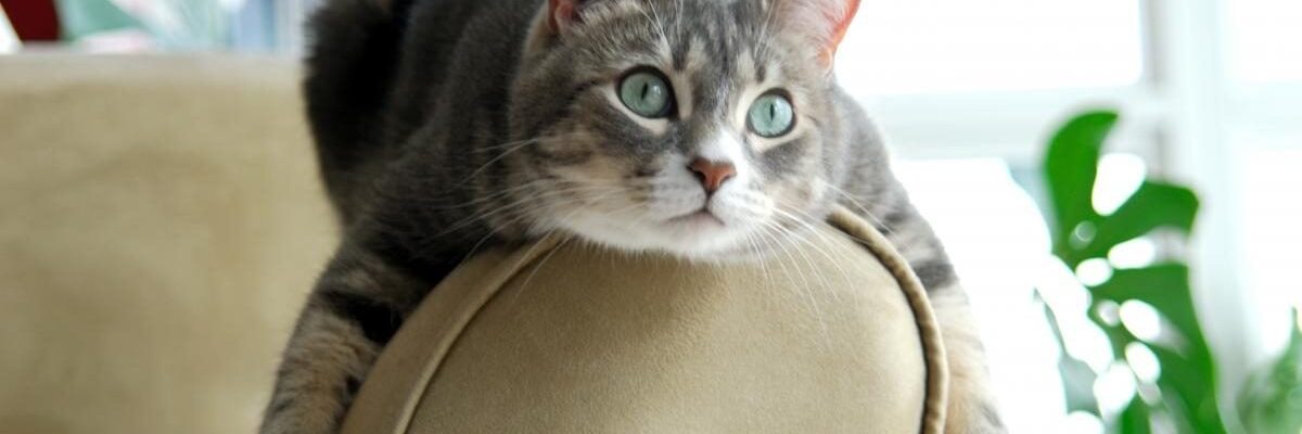 Как защитить интерьер от кошачьих когтей: практические решения для дома и сада