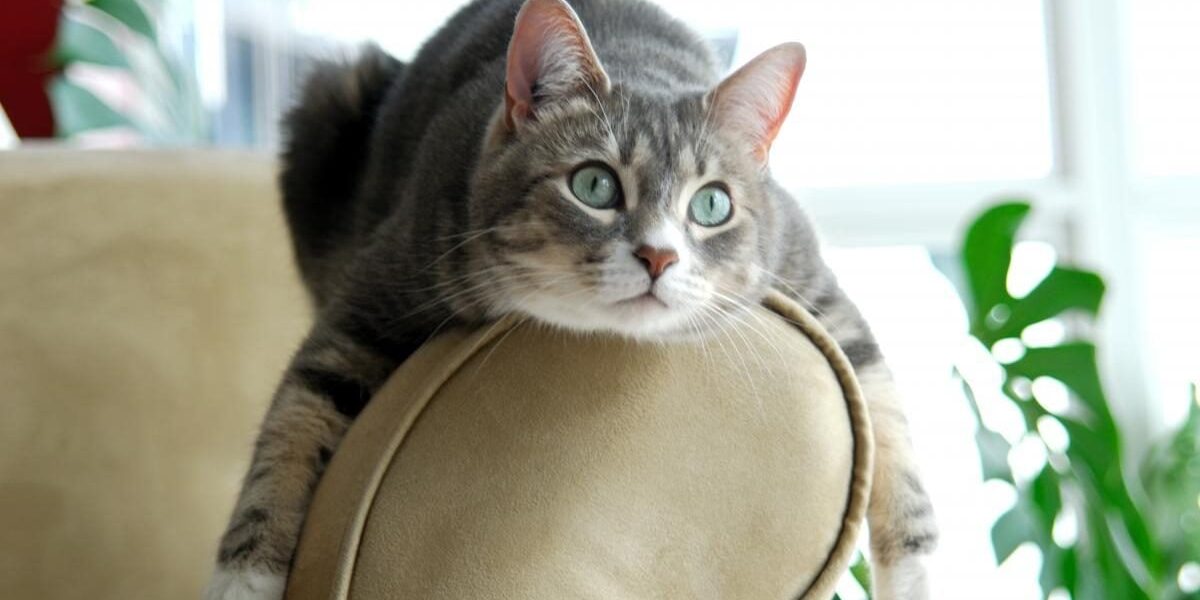 Как защитить интерьер от кошачьих когтей: практические решения для дома и сада