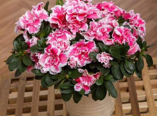 Азалии в саду и доме: выращивание, уход и полив