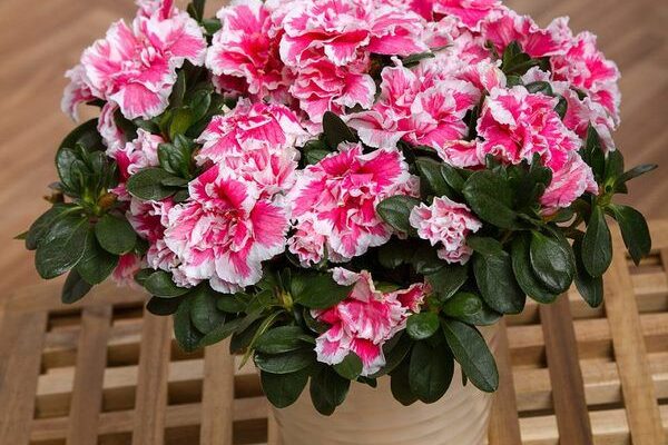 Азалии в саду и доме: выращивание, уход и полив