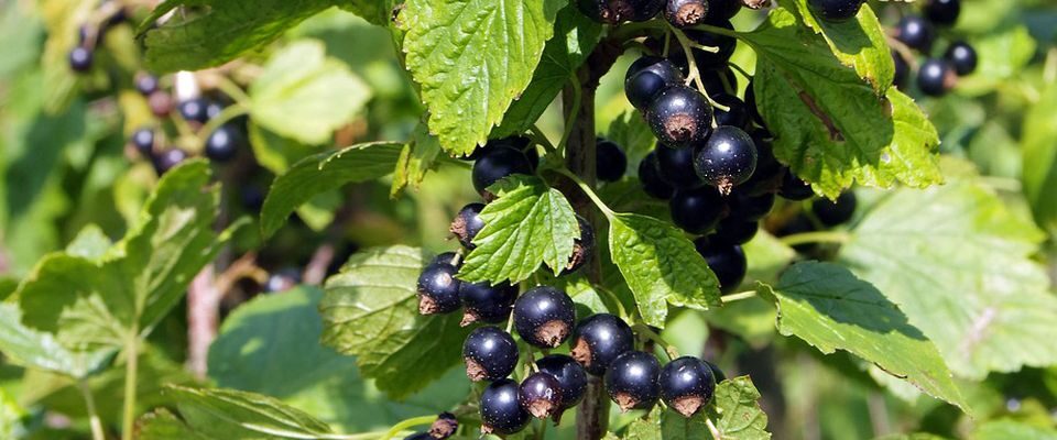 Зимняя защита растений: выбор кустарников для снежных укрытий