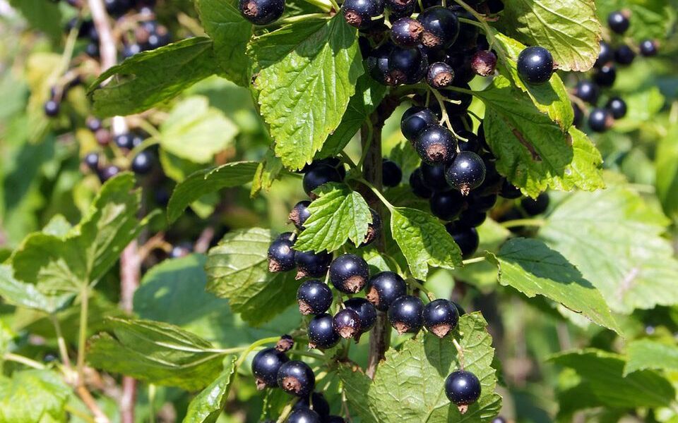 Зимняя защита растений: выбор кустарников для снежных укрытий