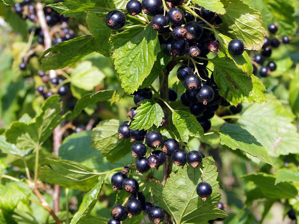 Зимняя защита растений: выбор кустарников для снежных укрытий