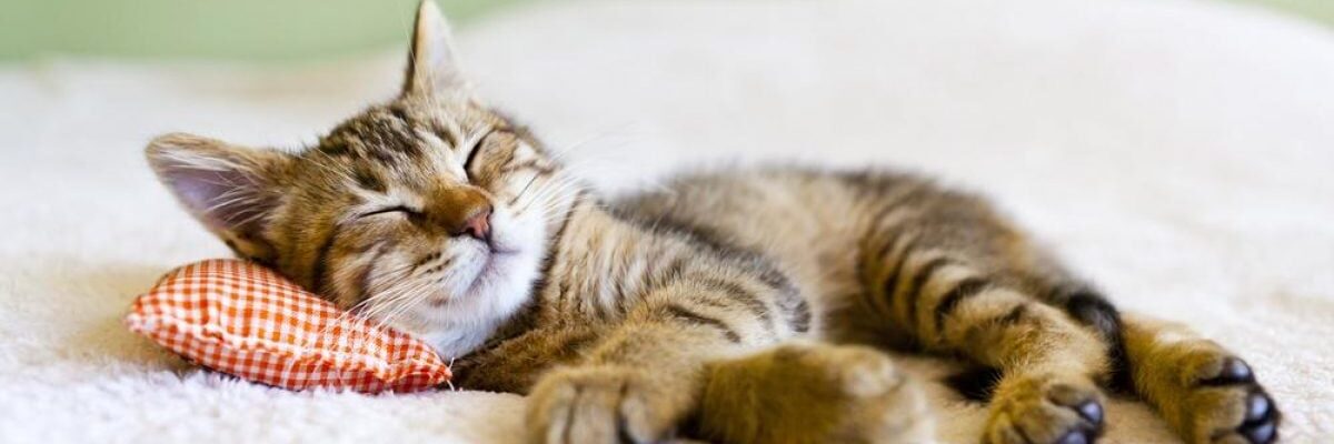 Секреты чистоты: как избавиться от шерсти на одежде для любителей животных