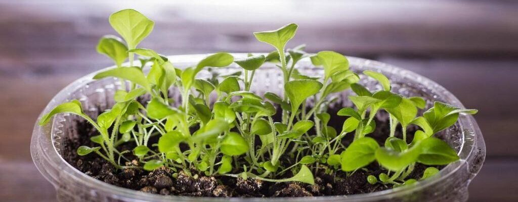 Типичные ошибки при выращивании рассады, губящие саженцы