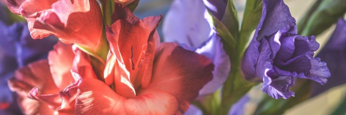 Зимнее хранение гладиолусов: подготовка и методы сохранения