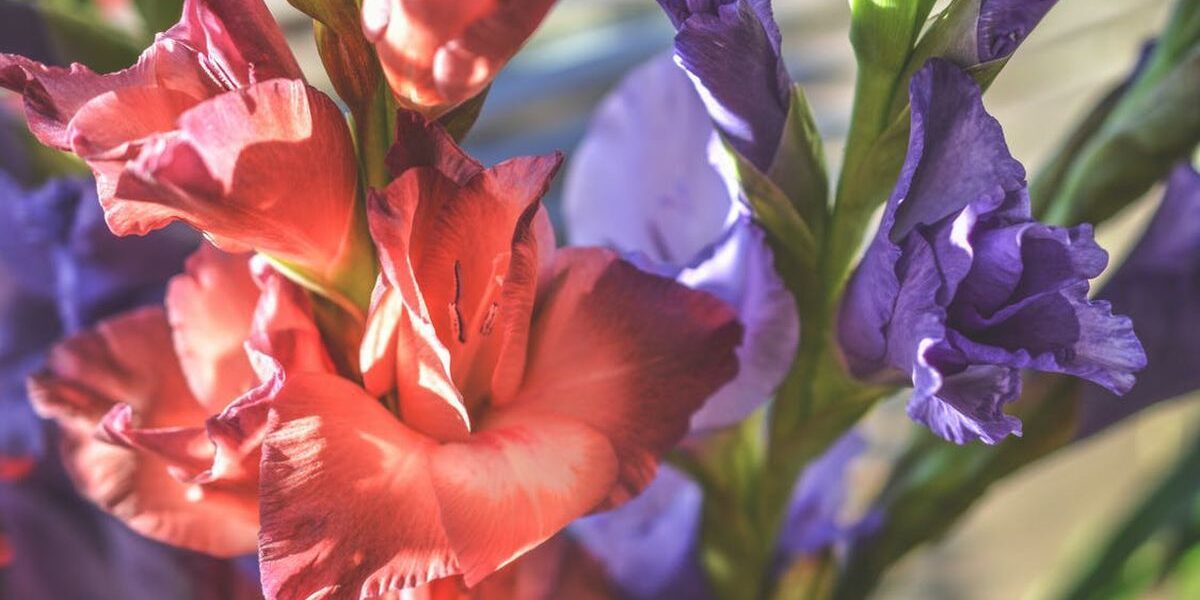 Зимнее хранение гладиолусов: подготовка и методы сохранения