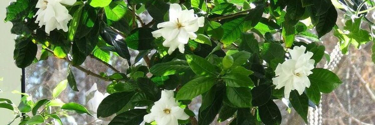 Растения для спальни: секреты здорового сна и уютного интерьера