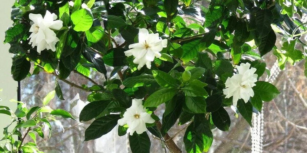 Растения для спальни: секреты здорового сна и уютного интерьера