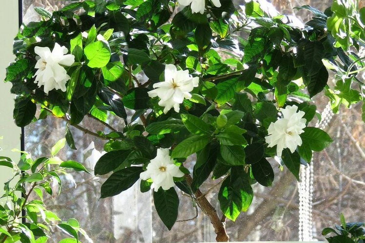 Растения для спальни: секреты здорового сна и уютного интерьера