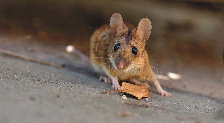 Борьба с вредителями в доме и саду: эффективные методы защиты вашего пространства
