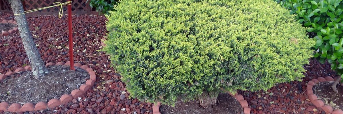 Ясень у дома: выбор места, приметы и дизайн