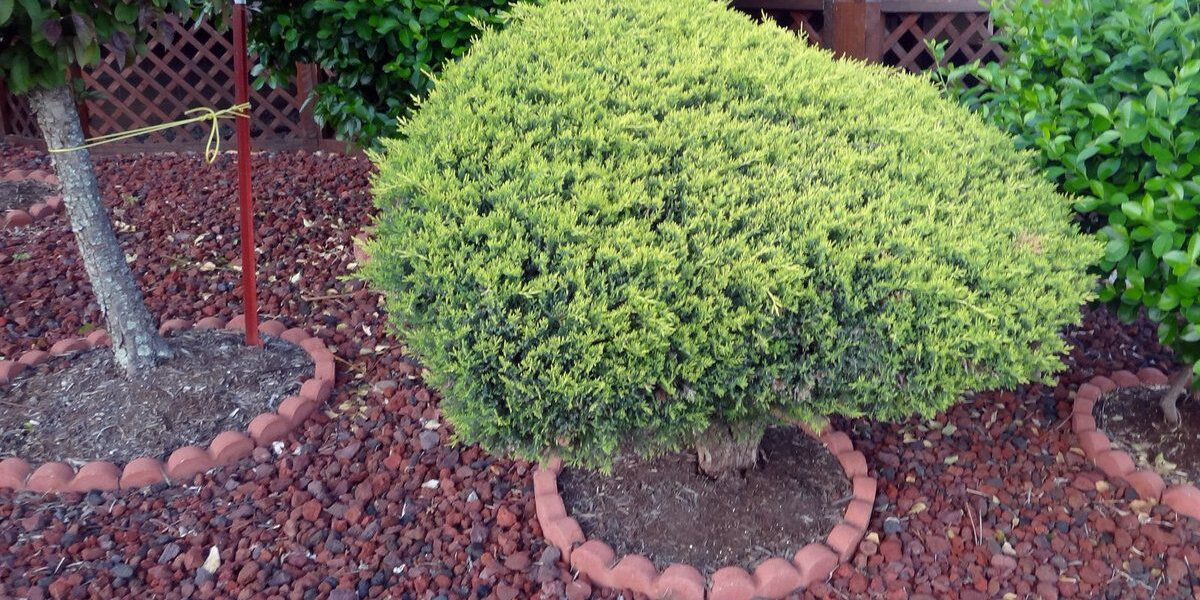 Ясень у дома: выбор места, приметы и дизайн