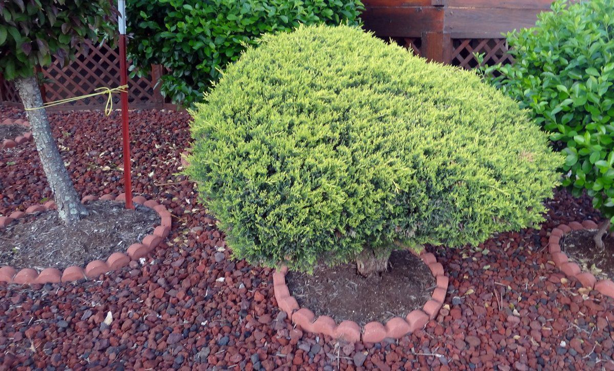 Ясень у дома: выбор места, приметы и дизайн