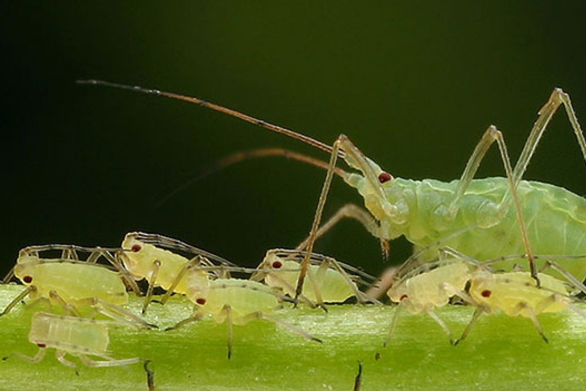 Экологичные методы борьбы с тлей: натуральные средства для вашего сада