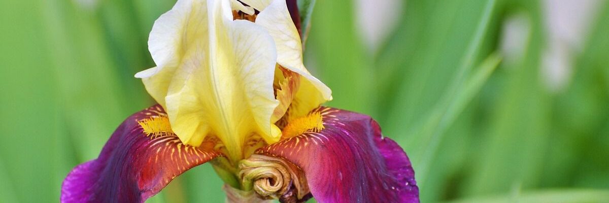 Бородатые ирисы: выбор, посадка и уход для вашего сада