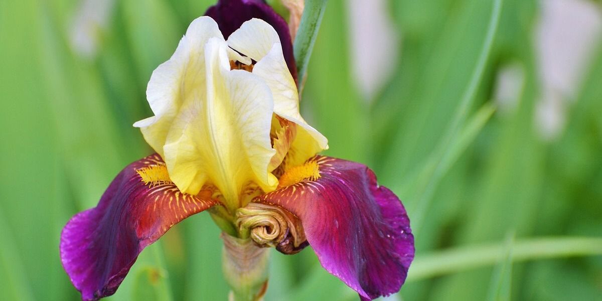 Бородатые ирисы: выбор, посадка и уход для вашего сада