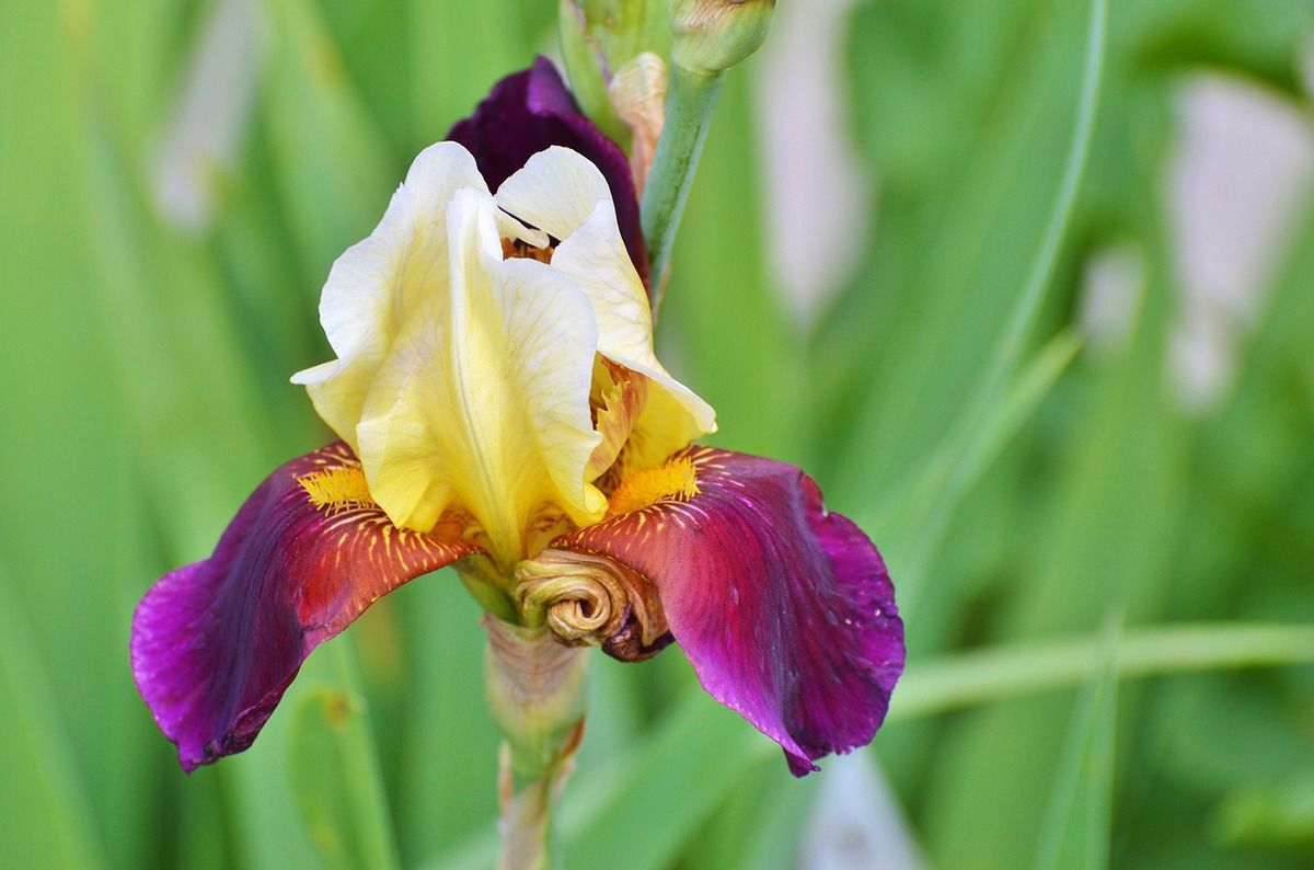 Бородатые ирисы: выбор, посадка и уход для вашего сада