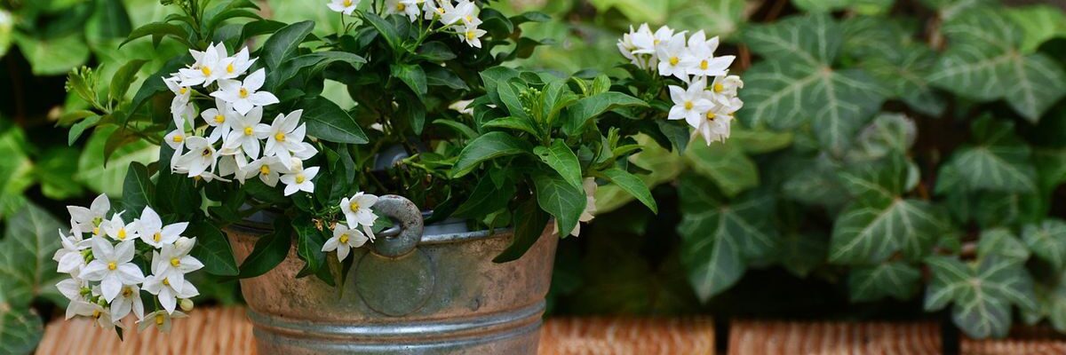 Комнатный жасмин: секреты выращивания и ухода для вашего дома