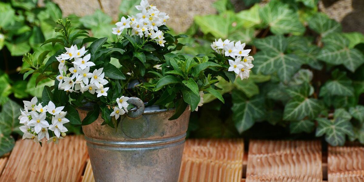 Комнатный жасмин: секреты выращивания и ухода для вашего дома