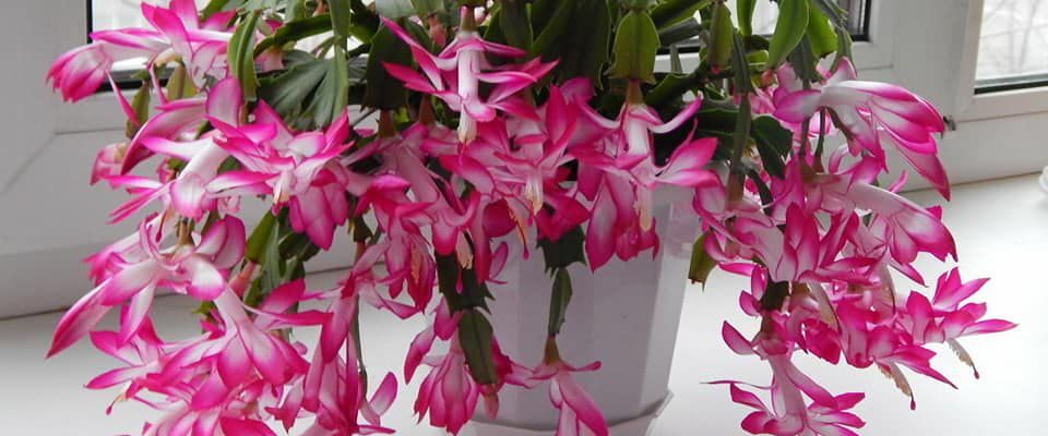 Уход за декабристом: секреты пышного цветения и контроля роста