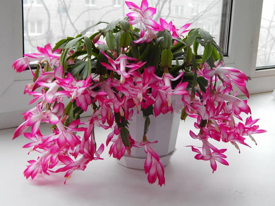 Уход за декабристом: секреты пышного цветения и контроля роста