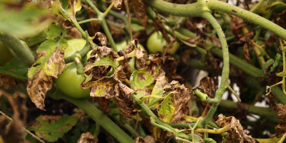 Защита урожая от болезней: эффективные методы и советы