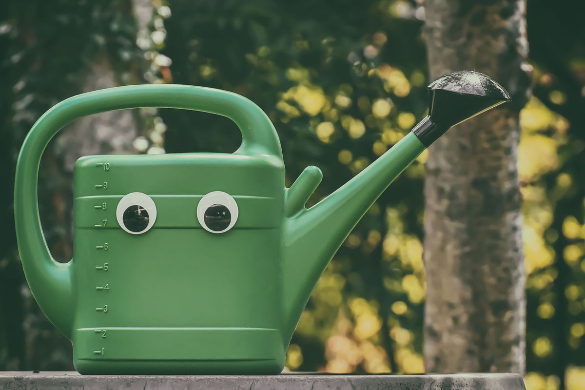 Секреты ухода за смородиной: как кипяток улучшит урожай