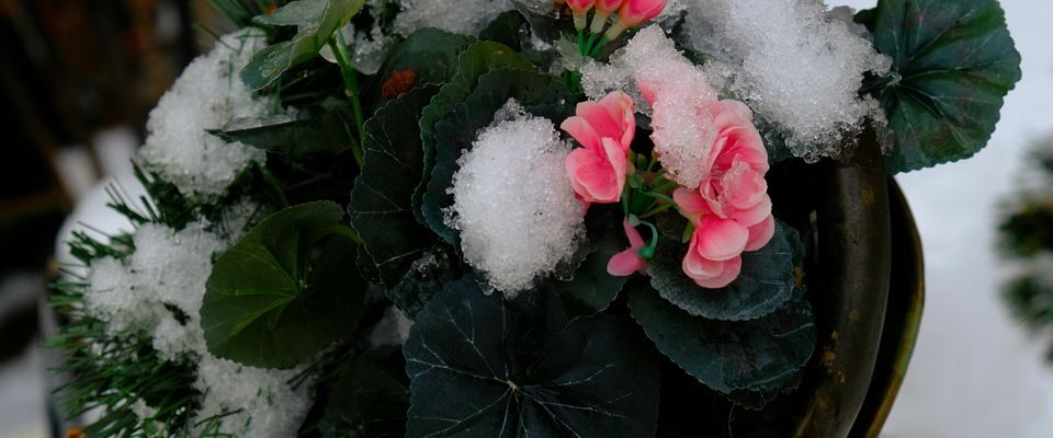 герань, зимний уход за цветами, сохранить герань зимой